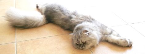 perisan kitten CACP.jpg
