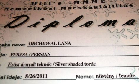 silver shaded tortie.jpg